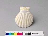 藏品(虎斑海扇蛤)的圖片